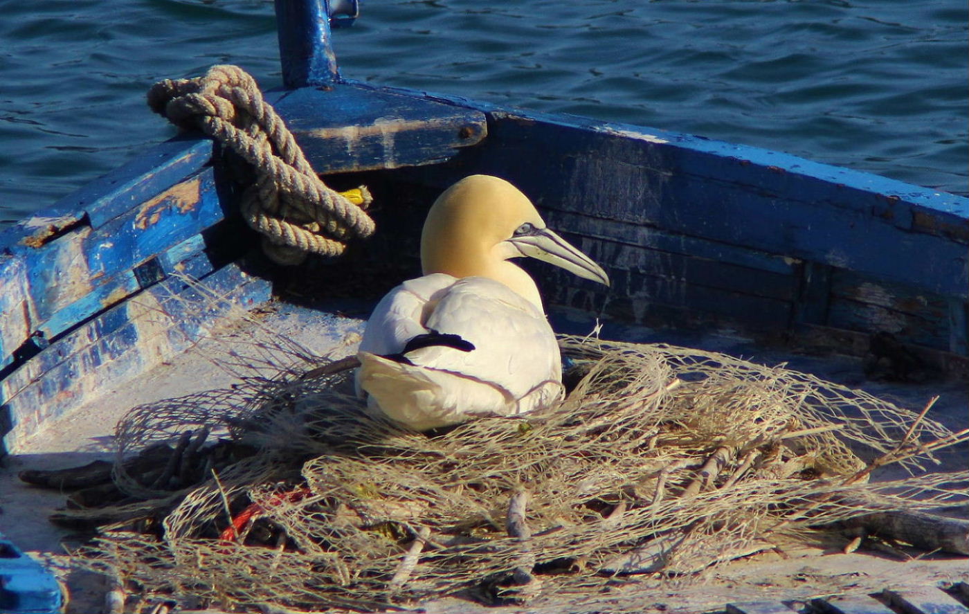 Sula bassana  Portovenere (SP)